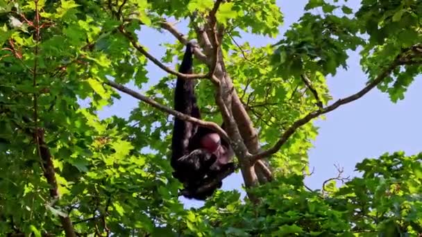 Μαυροκέφαλος Μαϊμού Αράχνη Αόμορφα Φίσσισς Είναι Ένα Είδος Μαϊμούς Ένας — Αρχείο Βίντεο