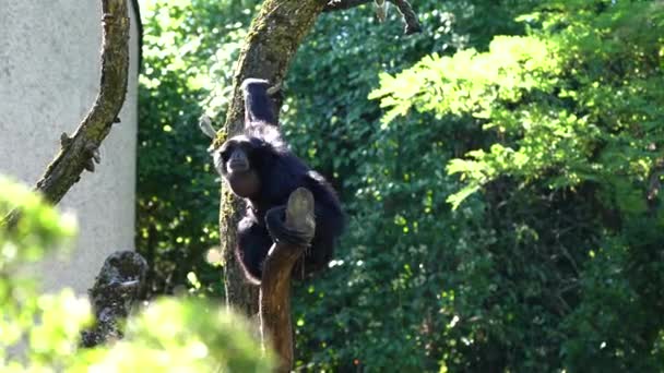 Scimmia Ragno Dalla Testa Nera Ateles Fusciceps Una Specie Scimmia — Video Stock