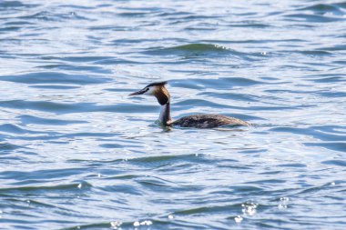 Great Crested Grebe, Podiceps kristali turuncu güzel renklerle, kırmızı gözlü bir su kuşu. Eski Dünya 'da bulunan en büyük aile üyesidir..