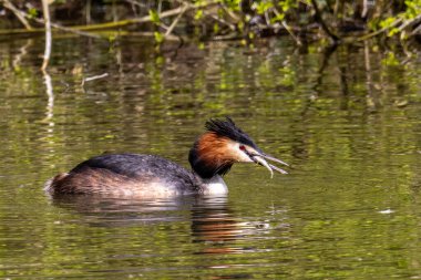 Great Crested Grebe, Podiceps kristali bir balık yakaladı. Güzel turuncu renkli bir kuş, kırmızı gözlü bir su kuşu. Eski Dünya 'da bulunan en büyük aile üyesidir..