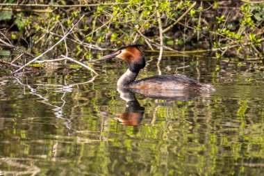 Great Crested Grebe, Podiceps kristali turuncu güzel renklerle, kırmızı gözlü bir su kuşu. Eski Dünya 'da bulunan en büyük aile üyesidir..