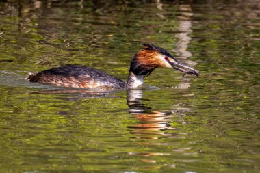 Great Crested Grebe, Podiceps kristali bir balık yakaladı. Güzel turuncu renkli bir kuş, kırmızı gözlü bir su kuşu. Eski Dünya 'da bulunan en büyük aile üyesidir..