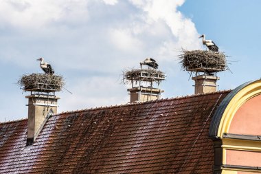 Beyaz Leylek, Ağustos böceği Oettingen, Swabia, Bavyera, Avrupa 'daki Almanya' daki yuvada. Ciconia ciconia leylek familyasından bir kuş türüdür. Tüyleri ağırlıklı olarak beyazdır ve kanatları siyahtır.