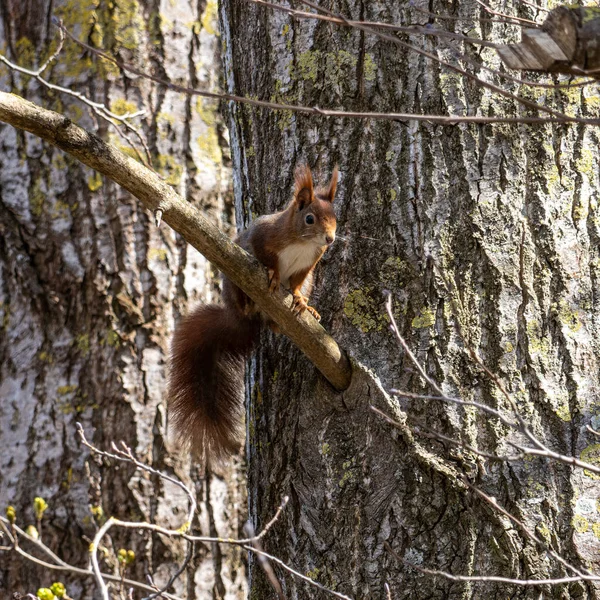 野生的桉红色松鼠 粗壮的坐骑在一棵树上 德国巴伐利亚Tapfheim的小绒毛动物 — 图库照片