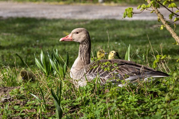 Family Greylag Geese Small Babies Greylag Goose Anser Anser Large — Stock Photo, Image
