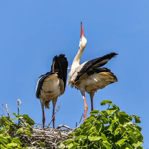 White Stork Ciconia Ciconia Nest Oettingen Swabia Bavaria Germany Europe — Stock Photo, Image