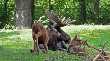 Geyik ya da geyik familyası olan Alces Alces, geyik familyasının en büyük türüdür. Geyikler, erkeklerin geniş, düz ya da palmat boynuzlarıyla ayırt edilir..