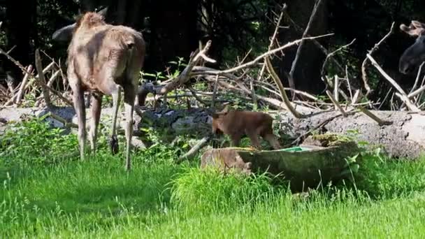 麋鹿或麋鹿科 是鹿科中现存的最大物种 驼鹿的特征是雄鹿的宽 平或苍白的鹿角 — 图库视频影像