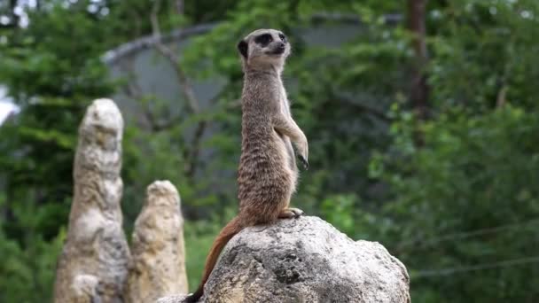 Meerkat Suricata Suricatta石の上に座って 距離を調べる — ストック動画