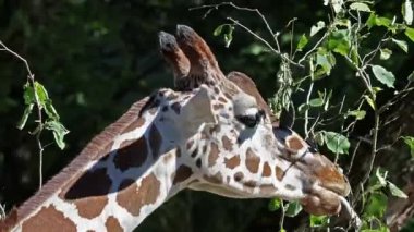 Zürafa, Zürafa camelopardalis, Afrika 'nın tek ayak parmaklı tek parmaklı, yaşayan en uzun boylu, en uzun boylu kara hayvanıdır..