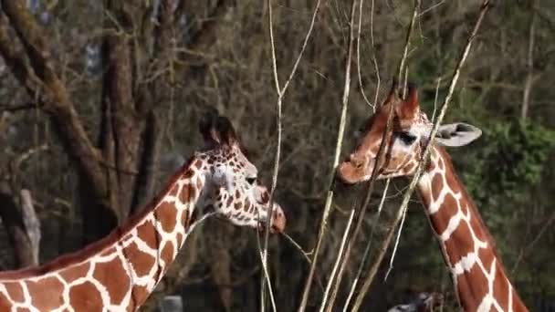 Giraffe 로바르 Giraffa Camelopardalis 상에서 포유류이다 — 비디오