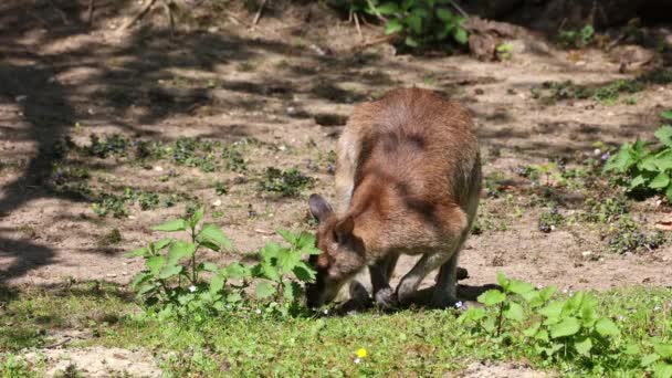 Wallaby Macropus Agilis Een Wallaby Uit Familie Wallaby Wallaby — Stockvideo