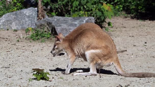 왈라비 매크로 아가미는 오스트레일리아 북부와 뉴기니에서 발견되는 왈라비의 일종이다 — 비디오