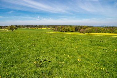 Franconian İsviçre 'de Kalchreuth, Almanya' da tepelerde kiraz çiçeği. Meyve konyağı ve meyve suyu için ünlü bir bölge. Batı Avrupa 'nın kiraz ağaçları için en büyük tarım alanlarından biri.