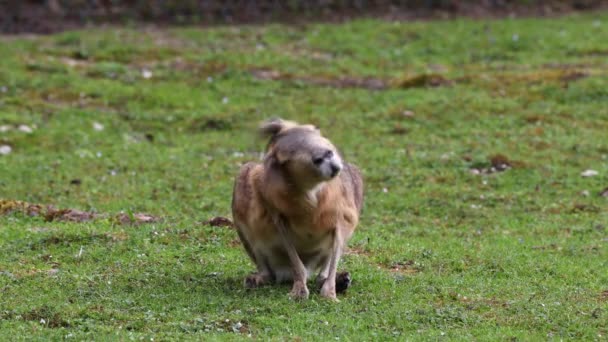 파타고니아의 Dolichotis Patagguum 돼지의 커다란 뻘되는 동물은 아르헨티나의 파타고니아 지대에서 — 비디오
