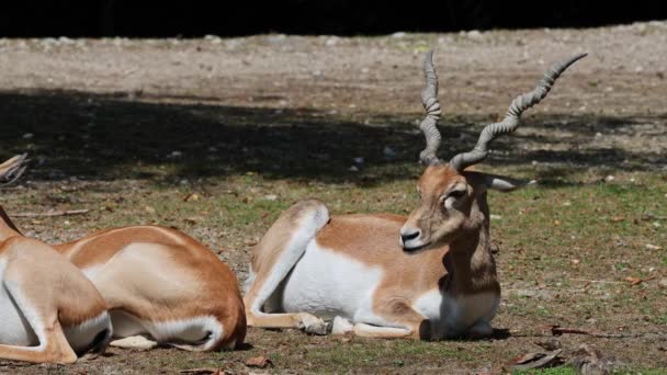 Indiase Blackbuck Antelope Cervicapra Indiase Antilopen Bewonen Grasvlakten Licht Beboste — Stockvideo