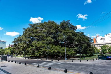 Lavalle Meydanı 'nda büyük bir sakız ağacı, Buenos Aires Plaza Lavalle, Arjantin.