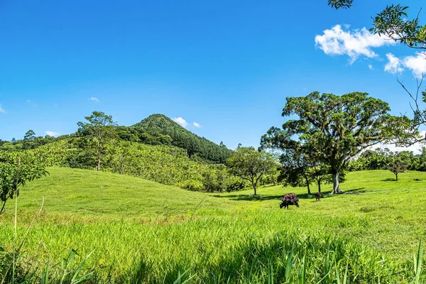 Beautiful Landscape View Atalaia Park Itajai City Brazil Parque Nacional — Foto de Stock