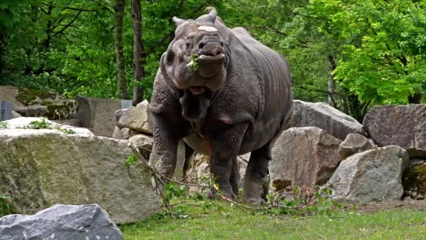 Індійський Rhinoceros Rhinoceros Unicornis Також Називають Великим Однорогом Rhinoceros Азійських — стокове відео