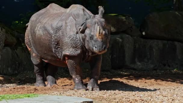 Indian Rhinoceros Rhinoceros Unicornis Also Called Greater One Horned Rhinoceros — Stock Video