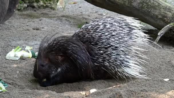 Indian Crested Porcupine Hystrix Indica Indian Porcupine Large Species Hystricomorph — Stock Video