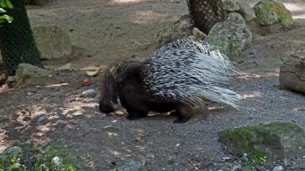 Das Schopfstachelschwein Hystrix Indica Oder Indische Stachelschwein Ist Eine Große — Stockvideo