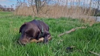 Labrador Retriever, Canis lupus familiaris çim tarlasında. Sağlıklı çikolata rengi labrador retriever Almanya 'da Donauwoerth, Bavyera' da eğleniyor.