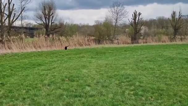 Labrador Retriever Canis Lupus Familiaris Ett Gräsplan Friska Choklad Brun — Stockvideo