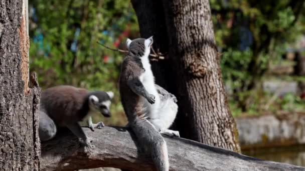 여우원숭이 Lemur Catta 테두리때문에 알려진 여우원숭이이며 여우원숭이들처럼 마다가스카르 토착종이다 — 비디오