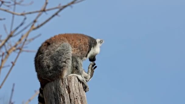 Gyűrűsfarkú Makimajom Lemur Catta Egy Nagy Sztrepirrin Főemlős Hosszú Fekete — Stock videók