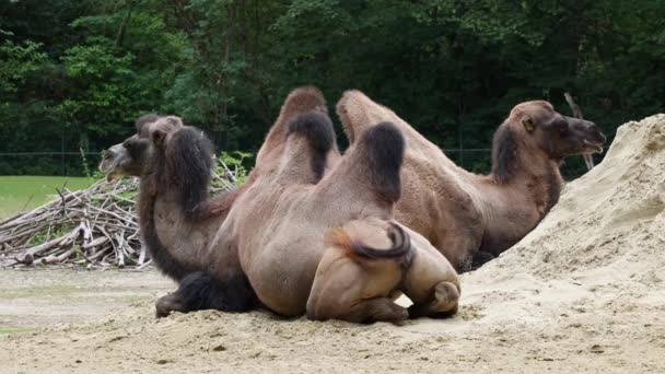 Бактрийские Верблюды Camelus Bactrianus Большой Ровный Копытный Уроженец Степей Центральной — стоковое видео