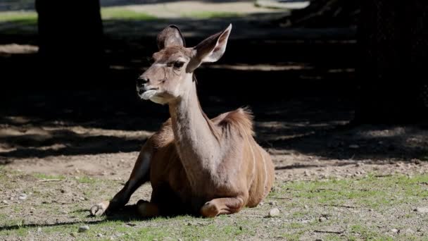Greater Kudu Tragelaphus Strepsiceros Woodland Antelope Found Throughout Eastern Southern — Stock Video