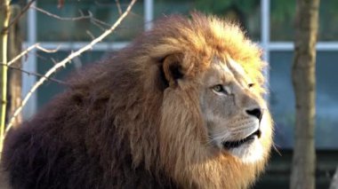 Aslan, Panthera leo, Panthera cinsindeki dört büyük kediden biridir ve Felidae familyasının bir üyesidir..