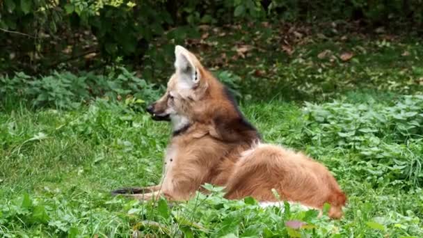 クロシオン ブラキキュラス 英語版 Maned Wolf Cryosyon Brachurus は南米最大の犬歯である — ストック動画