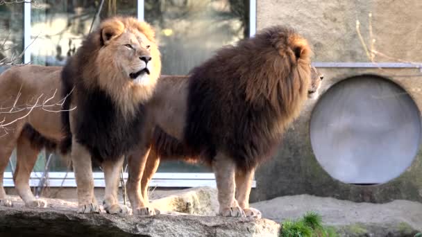 Λιοντάρι Panthera Leo Είναι Μία Από Τις Τέσσερις Μεγάλες Γάτες — Αρχείο Βίντεο