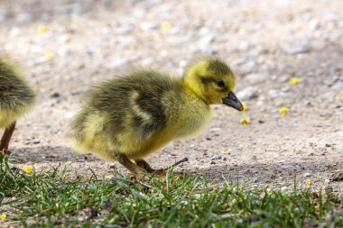 Anser anser, Anatidae familyasından bir kuş türü olan Anatidae familyasından bir kaz türü.