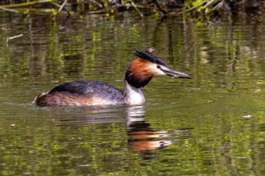 Great Crested Grebe, Podiceps kristali bir balık yakaladı. Güzel turuncu renkli bir kuş, kırmızı gözlü bir su kuşu. Eski Dünya 'da bulunan en büyük aile üyesidir..