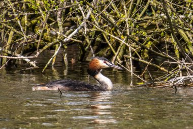 Great Crested Grebe, Podiceps kristali turuncu güzel renklerle, kırmızı gözlü bir su kuşu. Eski Dünya 'da bulunan en büyük aile üyesidir..
