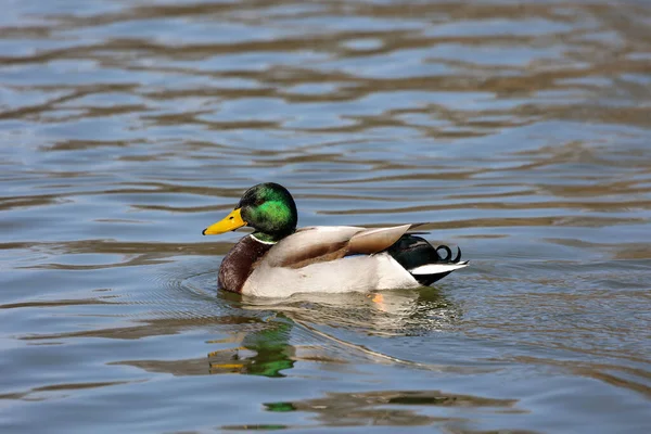 Anas Platyrhynchos是一只涉猎甚广的鸭子 在德国慕尼黑的一个湖中游泳 — 图库照片