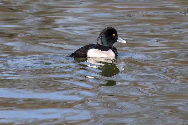 stock image The tufted duck, Aythya fuligula, a small diving duck swimming on the Kleinhesseloher Lake at Munich, Germany