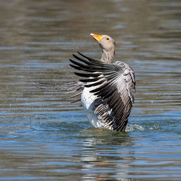 Greylag Goose Spreading Its Wings Water Anser Anser Species Large — Stock Photo, Image