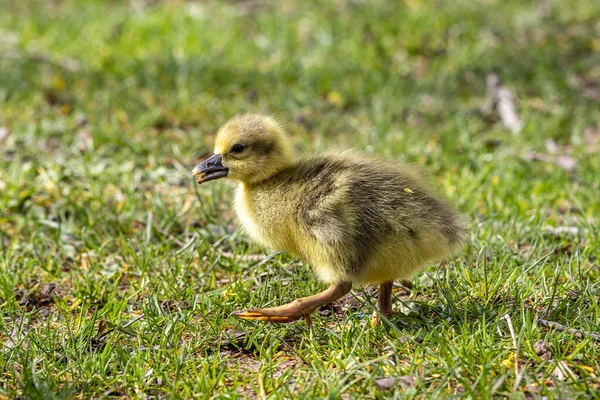 Zbliżenie Pięknej Żółtej Puszystej Gęsi Puszystej Dziecko Gosling Wiosną Anser — Zdjęcie stockowe