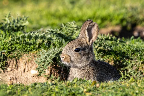 ヨーロッパのウサギ 一般的なウサギ バニー オリクトラガス クヌークはミュンヘンの牧草地に座っていますPanzerwiese — ストック写真