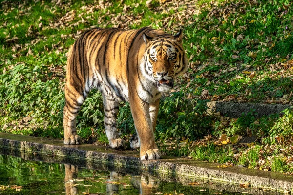 Sibirya Kaplanı Panthera Tigris Altaica Dünyanın Büyük Kedisidir — Stok fotoğraf