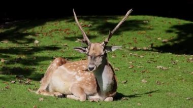 Fallow deer, Dama mezopotamya, Cervidae familyasından bir memeli türü..