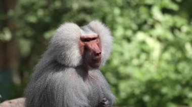 Bir kayanın üzerinde oturan ve etrafa bakan hamadryas babunu. Papio hamadryas bir babun türüdür.
