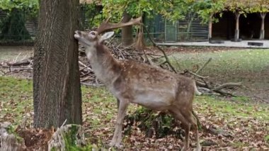 Fallow deer, Dama mezopotamya, Cervidae familyasından bir memeli türü..