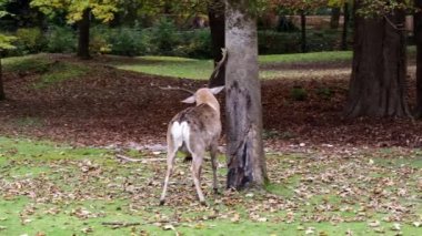 Fallow deer, Dama mezopotamya, Cervidae familyasından bir memeli türü..