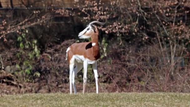 大马羚羊 Dama Gazelle 是一种羚羊 生活在撒哈拉沙漠和萨赫勒地区的非洲人 在沙漠灌木和相思树上吃草 在干旱中吃粗糙的草 — 图库视频影像