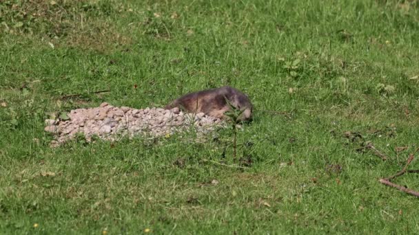 土拨鼠 Marmota Marmota 是一种产于欧洲中部和南部山区的土拨鼠 — 图库视频影像